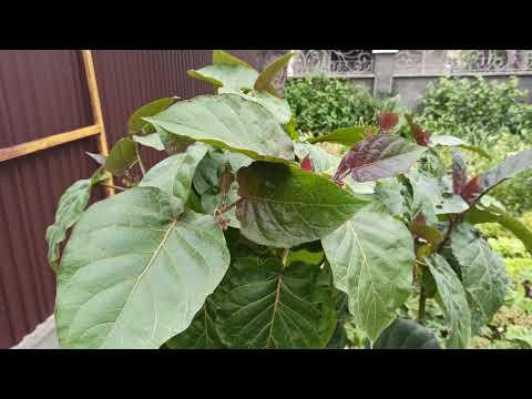 Видео: Тамарилло цветение