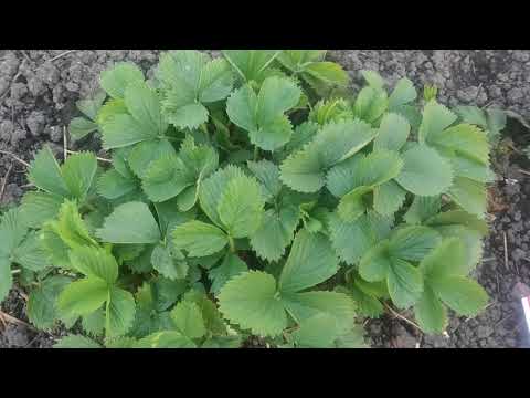 Видео: Ремонтантная клубника весной - что  делаем и чем кормим ее.