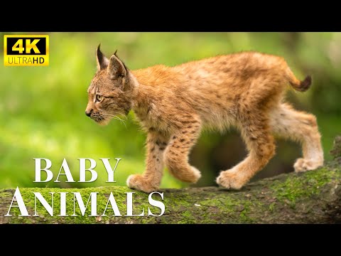 Видео: Baby Animals 4K - Исследуйте мир молодых диких животных под расслабляющую исцеляющую музыку