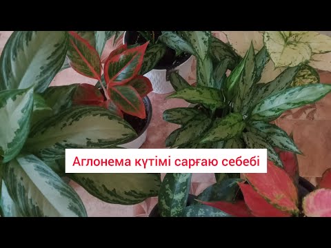 Видео: АГЛОНЕМА КҮТІМІ МЕН САРҒАЮ СЕБЕБІ ТОПЫРАҒЫ