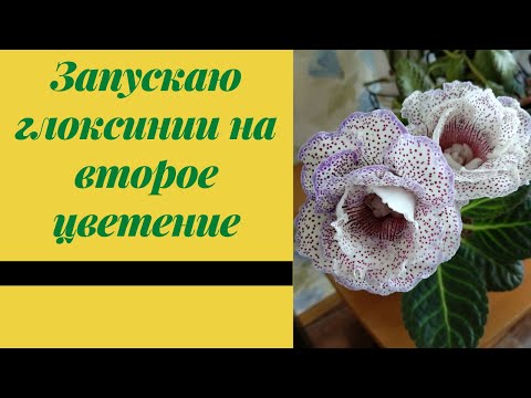 Видео: Глоксинии цветут. Как запустить глоксинию на второе цветение.