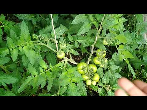 Видео: Срочно подкормите томаты - когда и чем #томаты