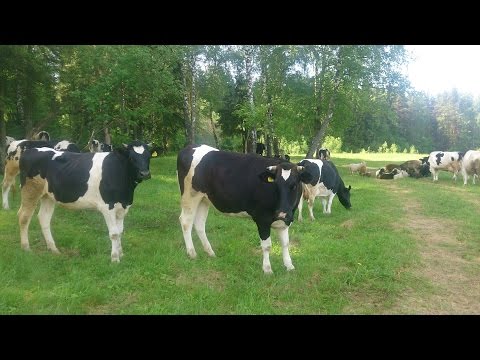 Видео: Коровы на пастбище