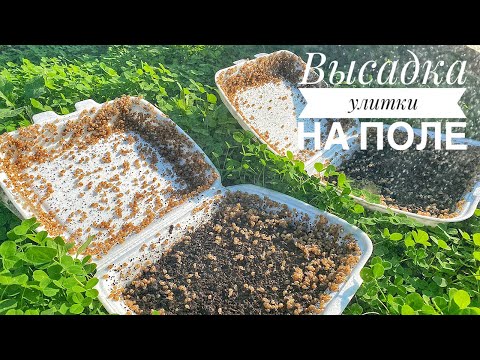 Видео: Улитка🐌Muller🐌едет в новый дом | Как выпустить малька улитки в поле? Клевер 🍀 или рапс?