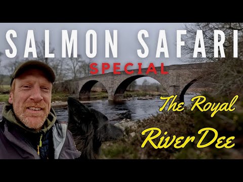 Видео: Сафари с лососем: река Ди