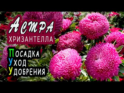 Видео: Астра Хризантелла Тропикана. Цветение, уход