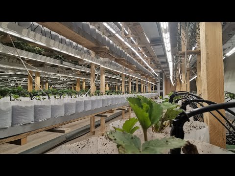 Видео: Клубника на зиму// 3500 кустов будут цвести