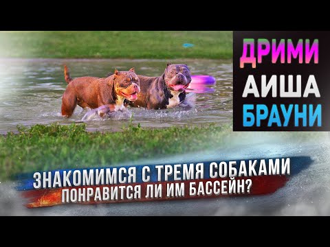 Видео: Мы их от вас скрывали! Три молодых собаки Американский Булли