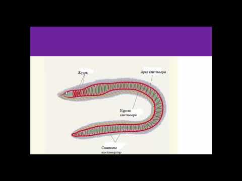 Видео: Жануарлардың қанайналым мүшелері