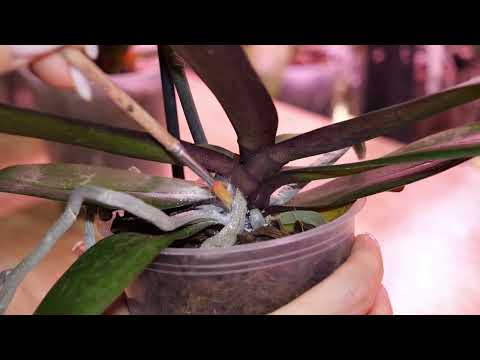 Видео: Чищу новых. Нужно вмешиваться. Орхидея Бабочка Арт нуво - черный ствол. Бо пинк очаги на листьях.