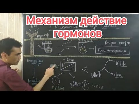 Видео: Физиология гормонов. Механизм действия гормонов ( физиологический и биохимический)