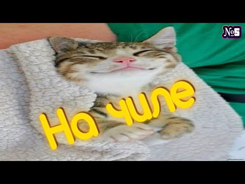 Видео: ПОПРОБУЙ НЕ ЗАСМЕЯТЬСЯ / ПОДБОРКА ПРИКОЛОВ / СМЕШНЫЕ ВИДЕО 2024 /Приколы от Челозавра №5