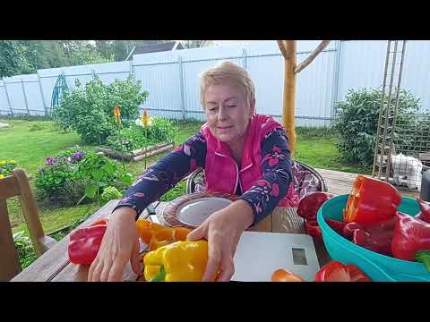 Видео: Сладкие перцы! Сорта и гибриды!