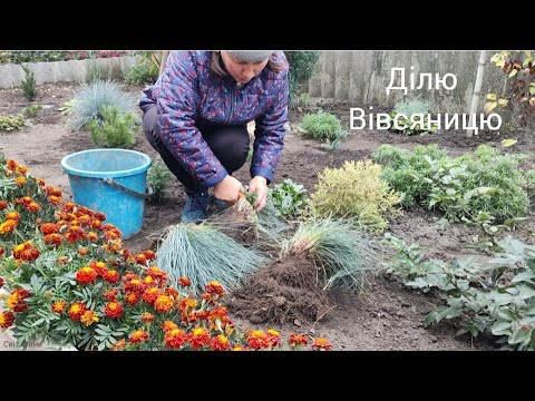 Видео: Хочеш зробити якнайшвидше, а виходить як завжди! Пересадка квітів!