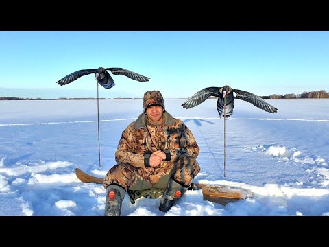 Видео: Махокрыл белолобого гуся | Гусиные флюгера - обзор