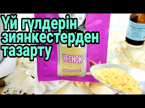 Видео: Чиснок зиянкестерді жояды. үй гүлдерінің күтімі. бөлме гүлдерінің күтімі. Гүлдер әлемі.