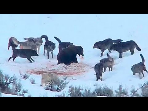 Видео: Волки Окружили Медведя!  Вот Что Было Дальше...