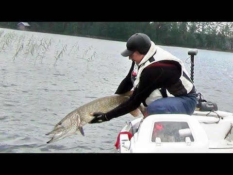 Видео: Воблеры на крупную щуку. Воблеры на щуку - принцип подбора.