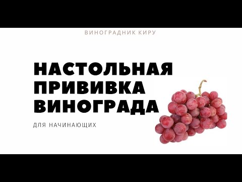 Видео: Настольная прививка винограда . Привитые саженцы винограда