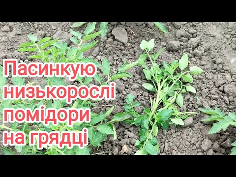Видео: Пасинкування помідорів. Кого і як!