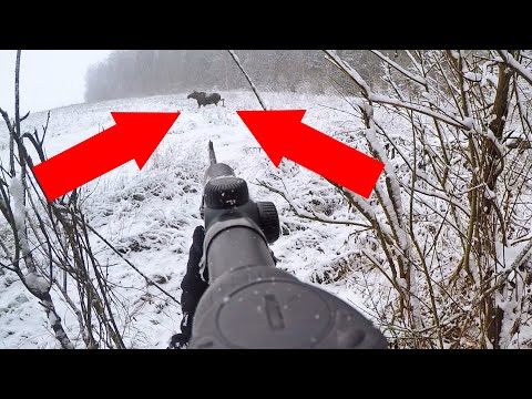 Видео: Охота на лося. Загонная охота по первому снегу.