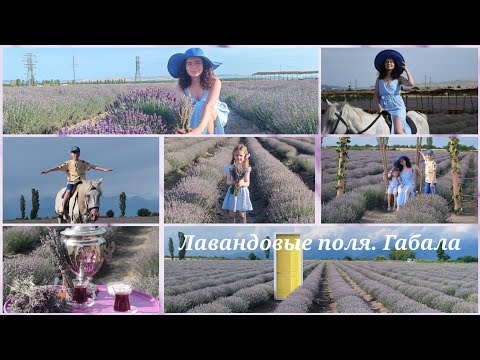Видео: Габала. Лавандовые поля essenso