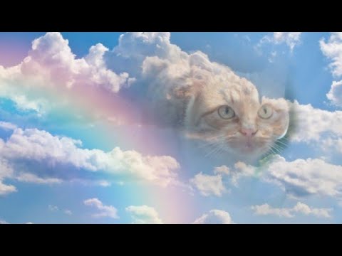 Видео: Солнечный кот Лёха ушёл на радугу...😢