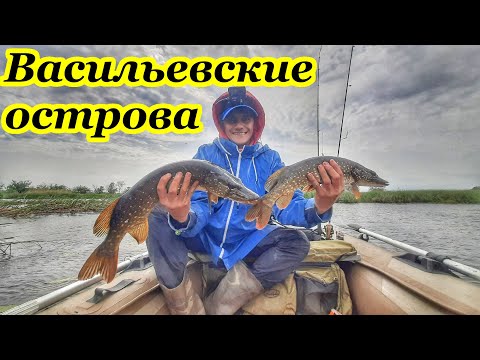 Видео: СПИННИНГ НА ВОЛГЕ/ ВАСИЛЬЕВСКИЕ ОСТРОВА/ЩУКА ТВИЧИНГОМ/ОКУНЬ НА МИКРОДЖИГ/ГОЛАВЛЬ НА ВОБЛЕРЫ/ САМАРА