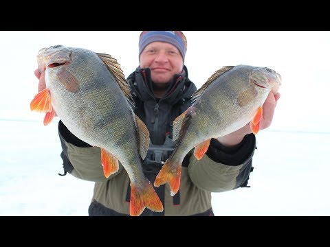 Видео: ОНИ НЕ ЛЕЗУТ В ЛУНКУ И ЛОМАЮТ МОРМЫШКИ!!! Ловля окуня по последнему льду.