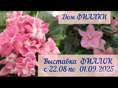 Видео: Выставка фиалок с 22.08 по 01.09.2025г. в московском Доме фиалки #выставкафиалок #домфиалки 