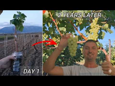 Видео: Как быстрее вырастить виноградПростая техника черенкования для быстрого роста и раннего плодоношения