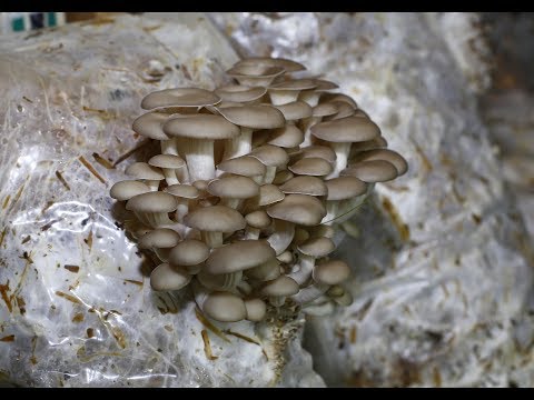 Видео: ГРИБЫ на даче. Вешенка. Часть 4. Интенсивный способ - сбор УРОЖАЯ!!!