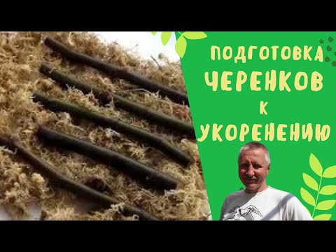 Видео: Подготовка черенков винограда и инжира к укоренению