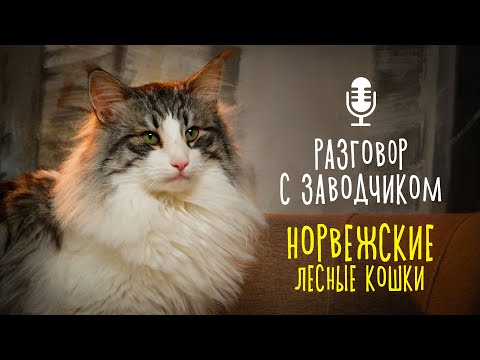 Видео: Разговор с заводчиком: норвежская лесная кошка/ всё о породе/ norwegian forest cat