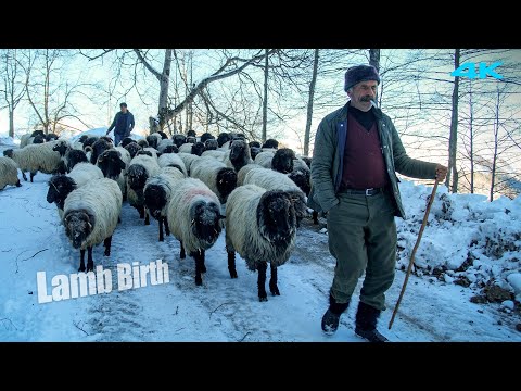 Видео: Сами Ага и стадо Сергена - Болезненные роды ягненка | Документальный фильм ▫️4K▫️