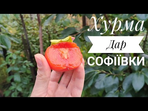 Видео: Хурма "Дар Софіївки". Перше плодоношення, дегустація. Жовтень, 2024