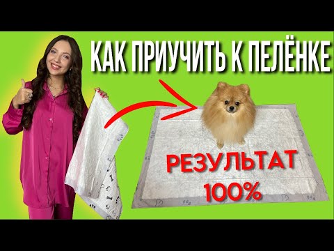 Видео: Как приучить щенка к пеленке / результат 💯 #моисобаки
