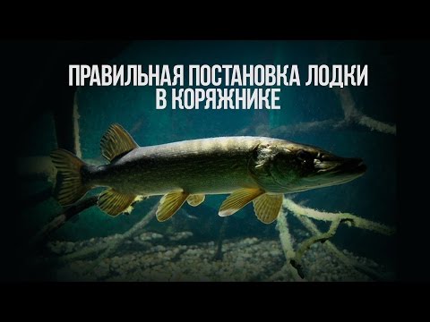 Видео: Ловля на джиг в коряжнике. Как правильно поставить лодку. Рыболовная школа FISH5TV