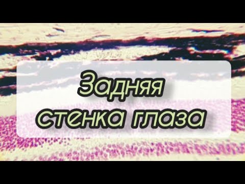 Видео: Задняя стенка #глаза