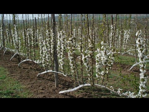 Видео: Посадка сада черешня Machete. Формировка UFO.