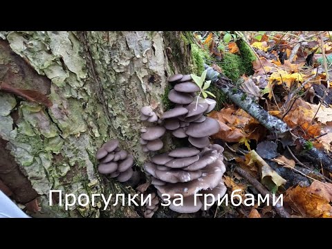 Видео: Прогулки за грибами | Я нашел вешенки и зимние опята.