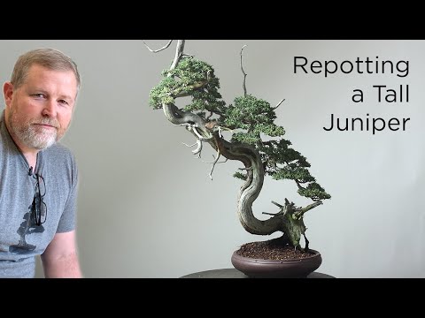Видео: Bonsaify | Сложная пересадка высокого собранного можжевельника бонсай