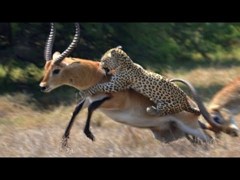 Видео: Этот хищник уничтожает любую цель за секунды - ЛЕОПАРД В ДЕЛЕ 2!