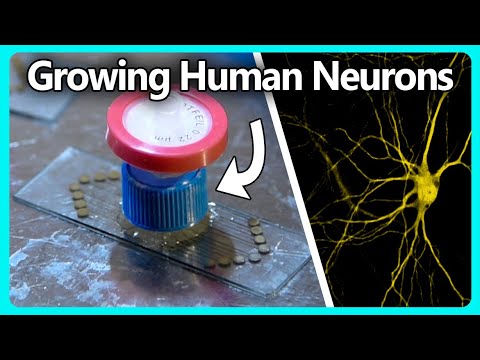 Видео: Выращивание человеческих нейронов на самодельной электродной решетке