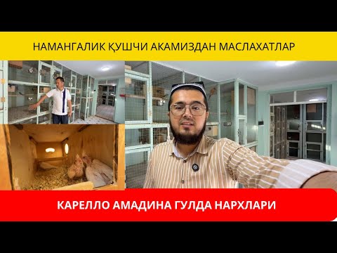 Видео: КАРЕЛЛО АМАДИНА ГУЛДА НАРХЛАРИ | НАМАНГАНЛИК ҚУШЧИ АКАМИЗДАН МАСЛАХАТЛАР