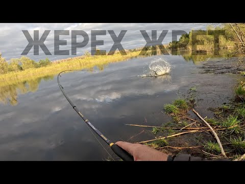 Видео: жерех ТОП 10 поклевок на спиннинг 2024