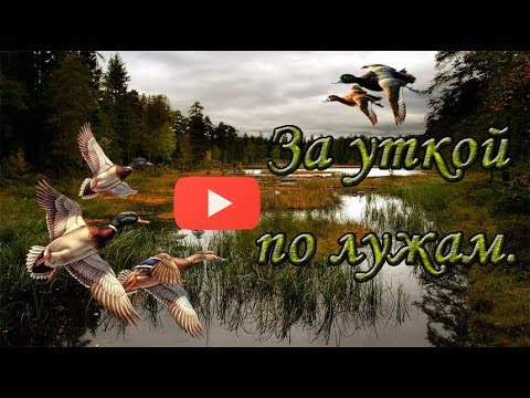 Видео: Открытие охоты 2017! За уткой по лужам! Hunting for a duck!