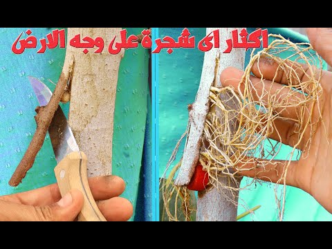 Видео: Клонирование любого дерева в мире любого типа — 100% проверенный метод.