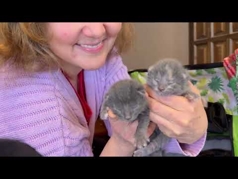 Видео: Наша кошка родила 3 котят! Они открыли глаза и захватили дом 😸 You Won’t Believe How Fast They Grow