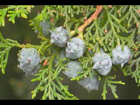 Видео: Эфирное масло  кипариса